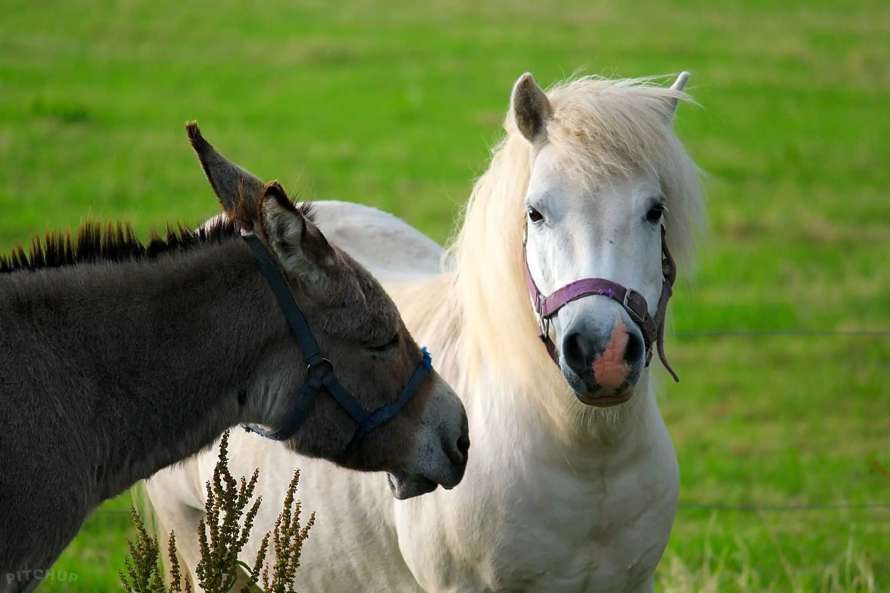 Adare Camping & Caravan Park - Donkey